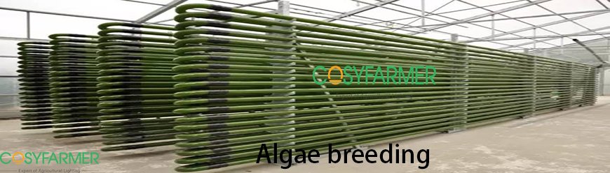 Green Algae Green Algae