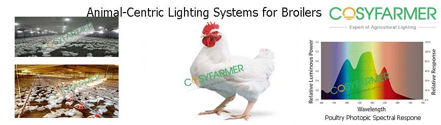 Broiler Poultry Lighting Broiler Poultry Lighting