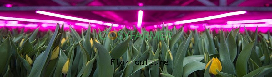 Floriculture Floriculture