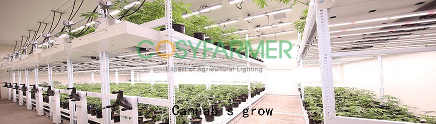 Cannabis grow Cannabis grow